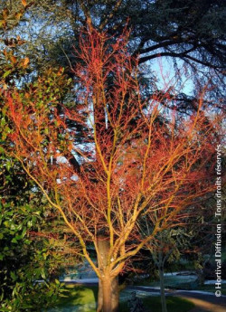 ACER palmatum SENKAKI ou SANGOKAKU