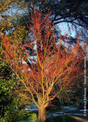 ACER palmatum SENKAKI ou SANGOKAKU