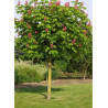 AESCULUS carnea BRIOTII