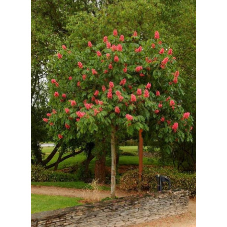 AESCULUS carnea BRIOTII AESCULUS carnea BRIOTII