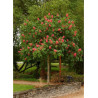 AESCULUS carnea BRIOTII
