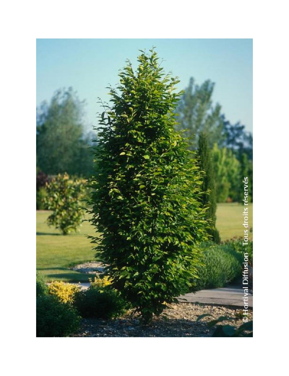 Charme Commun, Charmille - Carpinus Betulus - Le Jardin Du Pic Vert