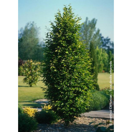 CARPINUS betulus FASTIGIATA CARPINUS betulus FASTIGIATA
