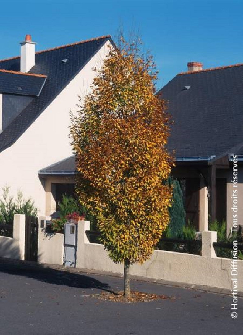 CARPINUS betulus FASTIGIATA (Charme commun fastigié) — free download