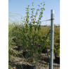 CORNUS mas En pot de 15-20 litres