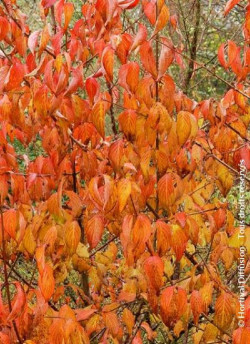 CORNUS mas