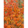 CORNUS mas
