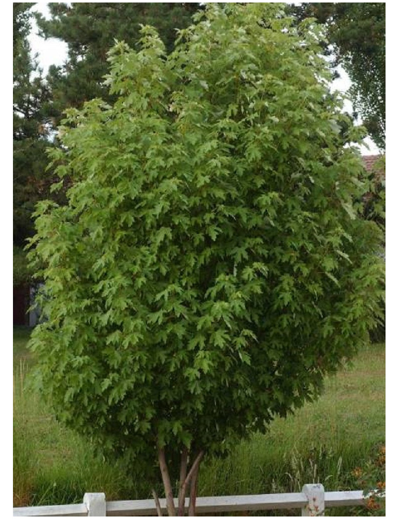 ACER saccharinum PYRAMIDALE (Érable argenté pyramidal)