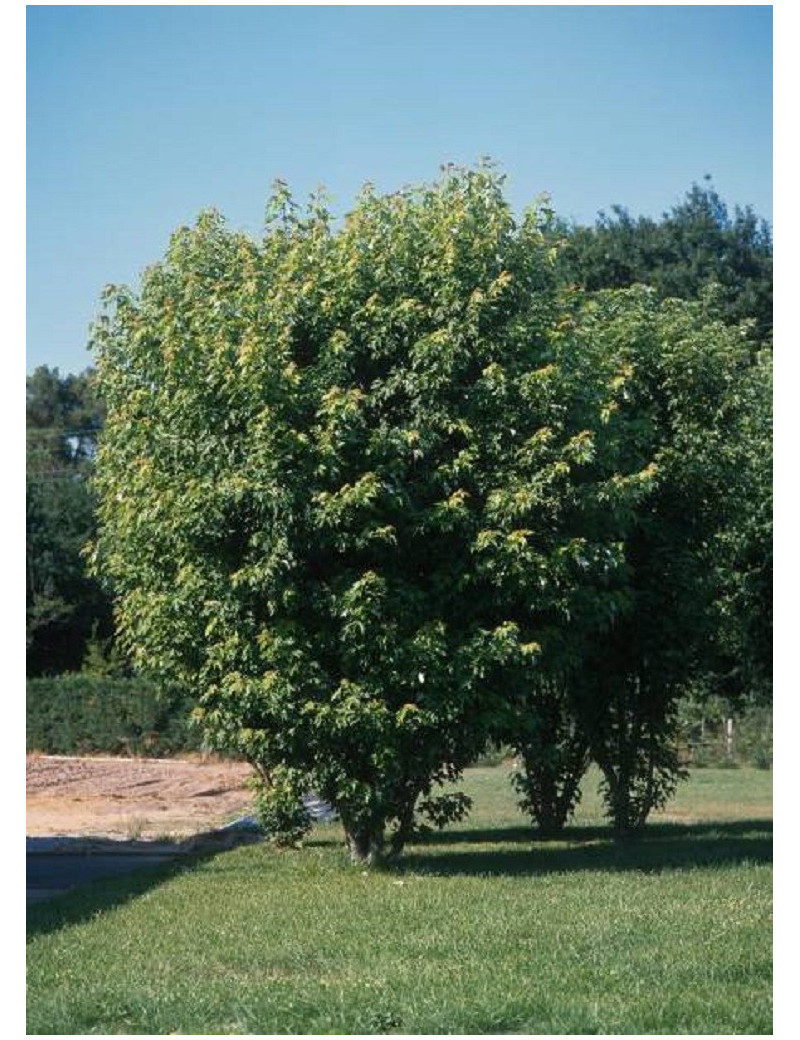 ACER saccharinum PYRAMIDALE (Érable argenté pyramidal)