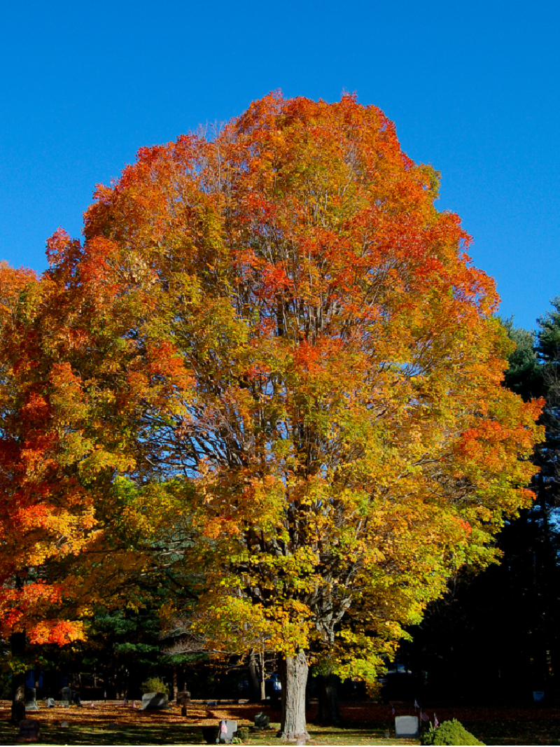 erable-a-sucre-acer-saccharum-1.jpg