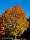 erable-a-sucre-acer-saccharum-1.jpg
