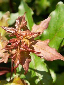 ACER zoeschense ANNAE