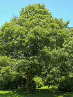 ACER platanoides