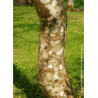 PLATANUS acerifolia