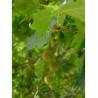 PLATANUS acerifolia