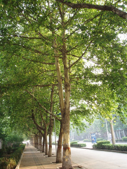 PLATANUS acerifolia