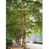 PLATANUS acerifolia