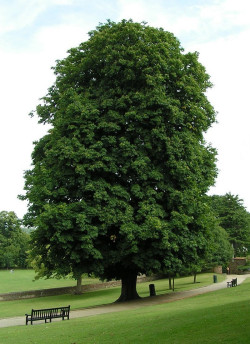 AESCULUS hippocastanum