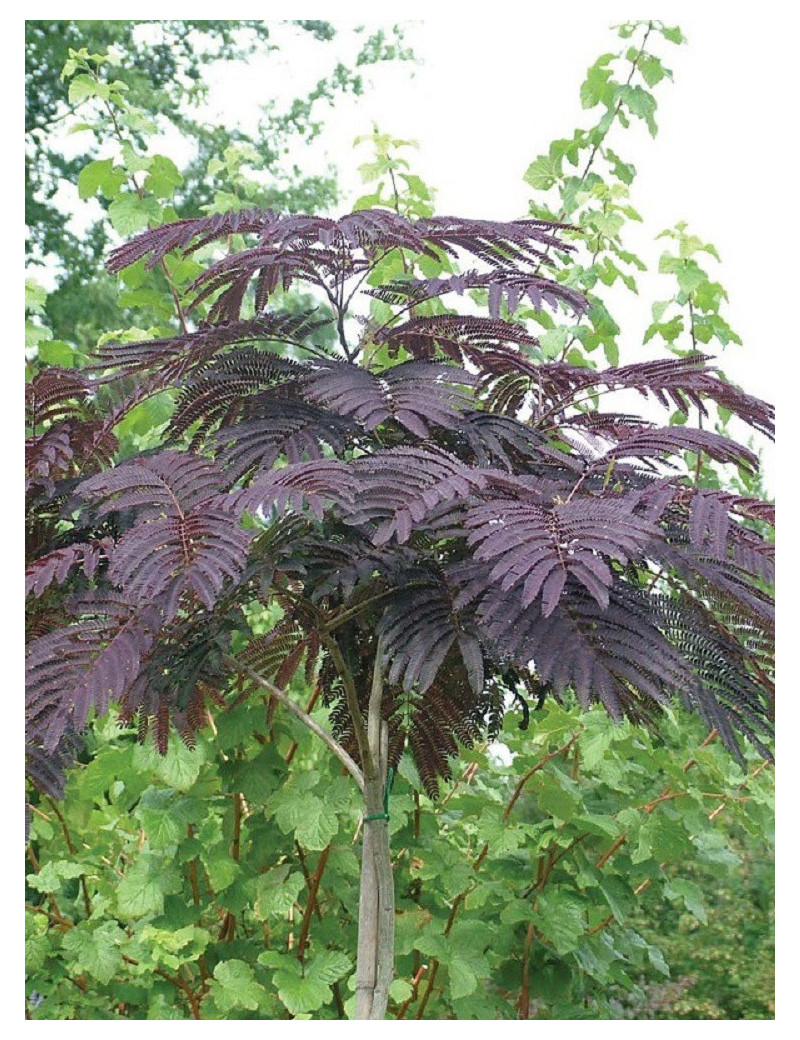 25 Graines - Albizia Julibrissin - Arbre à Soie - Acacia De Constantinople - NT - Foto 7