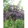 ALBIZIA julibrissin SUMMER CHOCOLATE