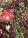 arbre-a-soie-eveys-pride-albizia-julibrissin-eveys-pride.jpg