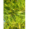 ALNUS glutinosa IMPERIALIS