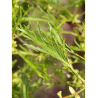 ALNUS glutinosa IMPERIALIS