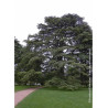 CEDRUS libani