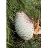 CEDRUS libani
