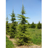 CEDRUS libani