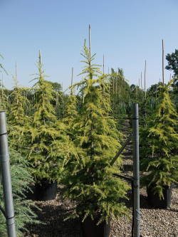 CEDRUS deodara AUREA En pot de 35-50 litres hauteur 175-200 cm