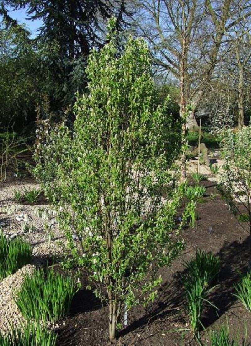 amelanchier-a-feuilles-daulne-obelisk-amelanchier-alnifolia-obelisk.jpg