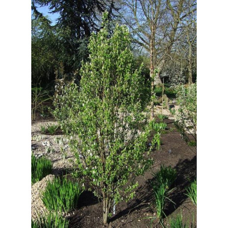 AMELANCHIER alnifolia OBELISK AMELANCHIER alnifolia OBELISK