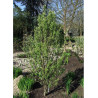 AMELANCHIER alnifolia OBELISK