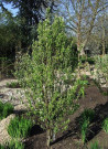 amelanchier-a-feuilles-daulne-obelisk-amelanchier-alnifolia-obelisk.jpg