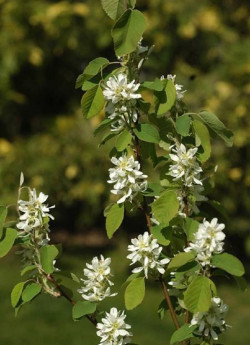 amelanchier-a-feuilles-daulne-obelisk-amelanchier-alnifolia-obelisk-2.jpg