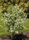 amelanchier-a-feuilles-daulne-obelisk-amelanchier-alnifolia-obelisk-1.jpg