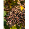 ARALIA elata