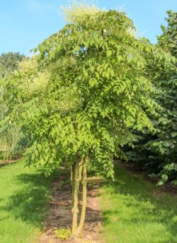 ARALIA elata