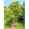 ARALIA elata