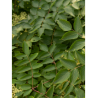 ARALIA elata