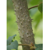 ARALIA elata