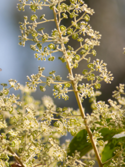 ARALIA elata