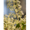 ARALIA elata