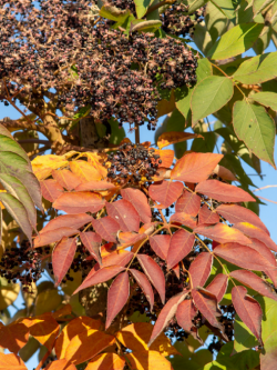 ARALIA elata