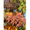 ARALIA elata