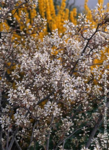 AMELANCHIER lamarckii