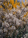 AMELANCHIER lamarckii