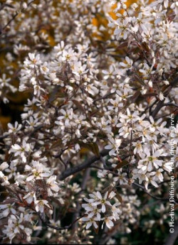 amelanchier-de-lamarck-amelanchier-lamarckii-4.jpg
