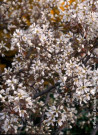 AMELANCHIER lamarckii
